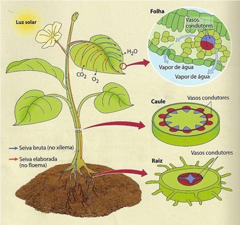 Fisiologia Vegetal FAEF-FC