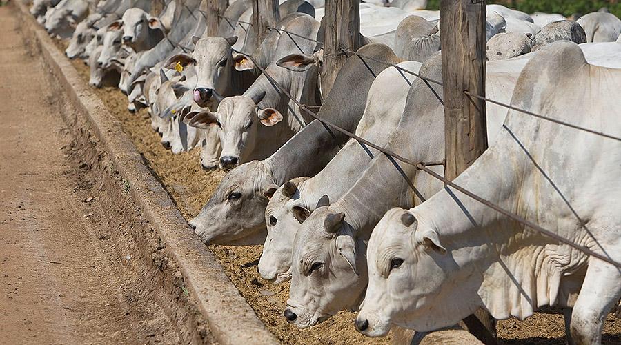 Nutrição Animal I 