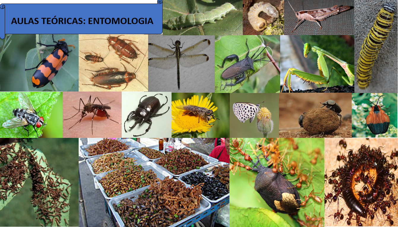 Entomologia 2021